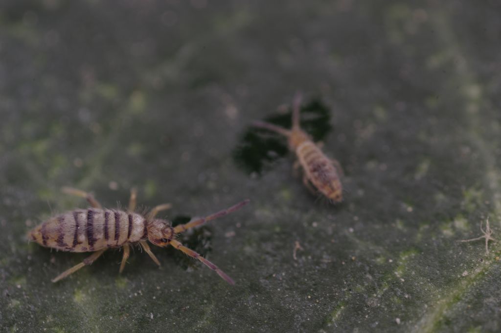 Entomobrya multifasciata?  S !